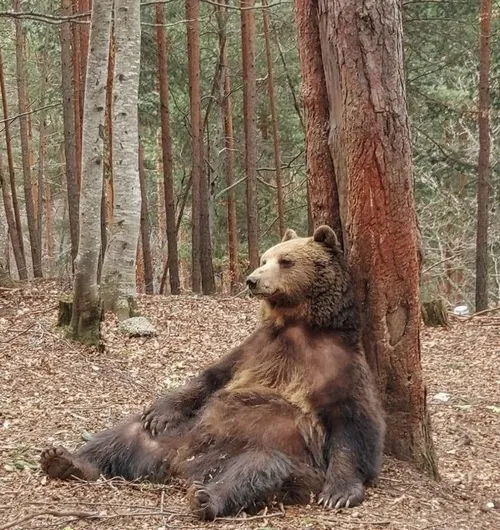 Khi gấu đen trở thành “idol cảm xúc” của mạng xã hội