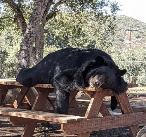 Hình chế gấu vui, caption đọc xong muốn thả tim liền