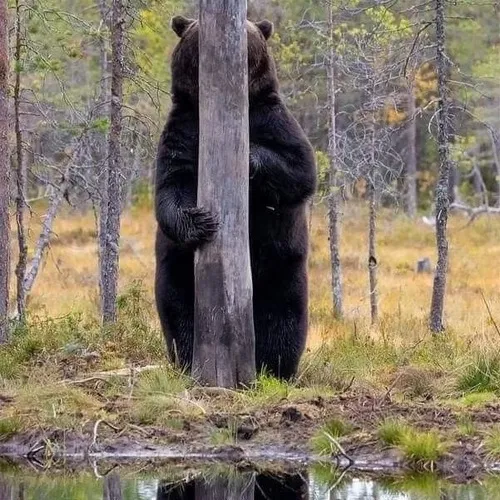 Gấu hài troll nhẹ, trend hot khắp Facebook tuần qua