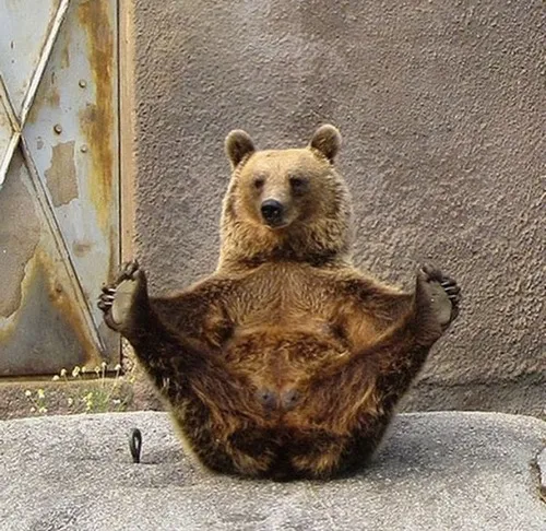 Hình chế vui về gấu khiến ai xem cũng cười rớt nước mắt