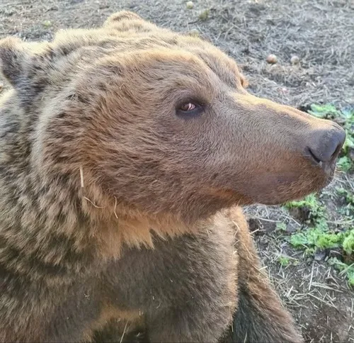 Meme gấu hoạt hình cute mà đậm chất “đời”