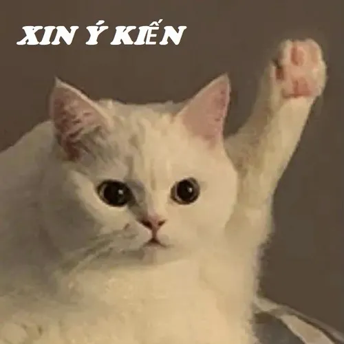 Ảnh chế chú mèo giơ tay xin ý kiến cực hot