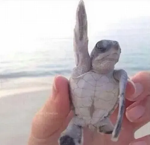 Meme xin nói hot trend TikTok