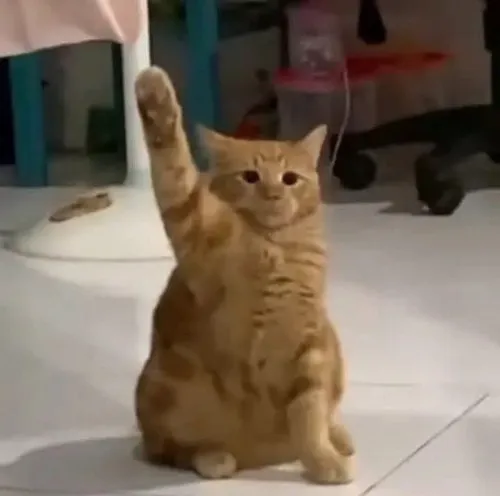 Meme giơ tay và nghệ thuật tự thú một cách hài hước đến bất ngờ