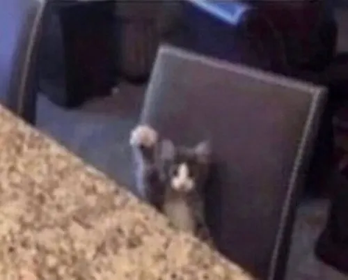 Cảnh giơ tay xin nói bỗng thành trend TikTok