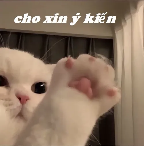 Meme chế giơ tay đợi phát biểu