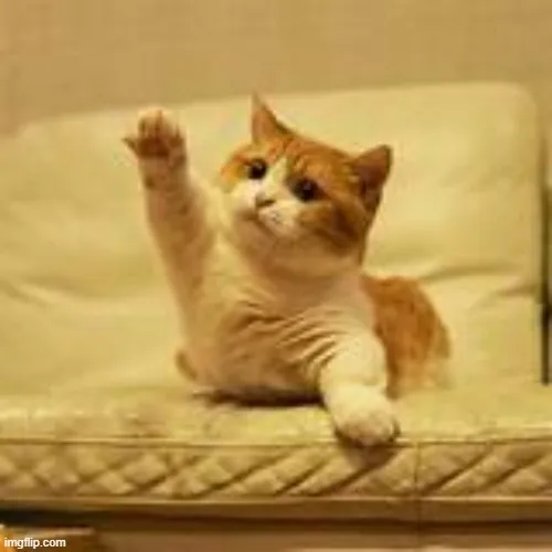 Meme mèo học đường giơ tay cực duyên