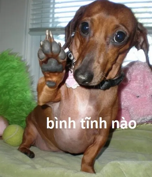 Meme hài chó khuyên giữ bình tĩnh