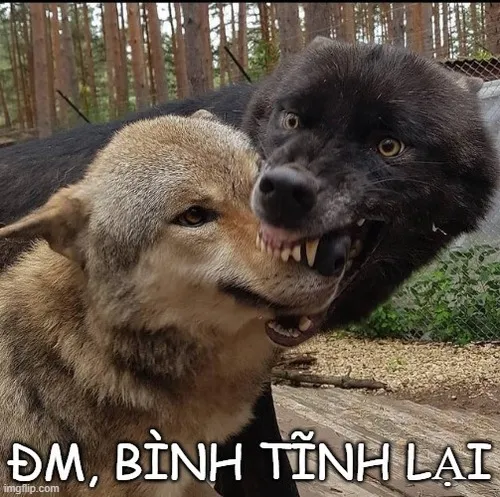 Hình troll biểu cảm khoan đã đừng manh động