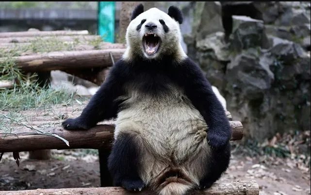 Meme hài há miệng kiểu “toang thật rồi”