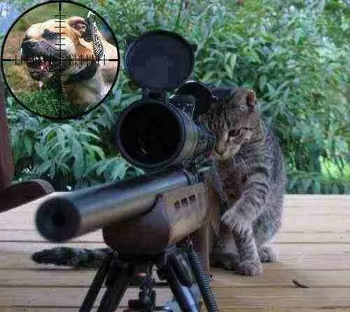 Bộ meme bắn súng hài: Khi giận dữ được thể hiện theo cách siêu “dramatic”