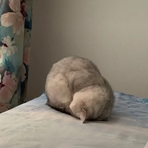 Meme mèo dỗi nhẹ: Khi boss chỉ cần một ánh nhìn là đủ “phán xử”