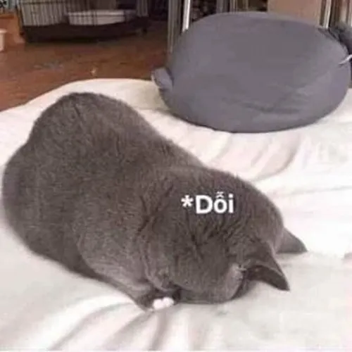 Meme troll mèo dỗi khiến tim tan.