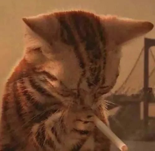 Meme hài mèo dỗi khiến dân mạng mê.