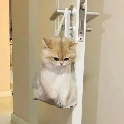 Bộ meme mèo dỗi kinh điển: Khi meme phản ứng trở thành nghệ thuật