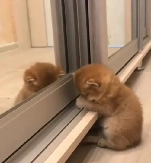 Meme mèo dỗi huyền thoại: Khi thái độ lạnh lùng khiến dân mạng “tan chảy”