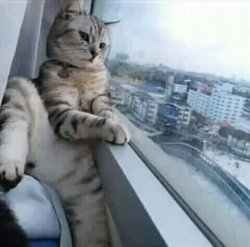 56 BST 85+ Meme Mèo Dỗi Hờn cute siêu cấp khi biểu cảm của boss khiến sen “cứng họng”