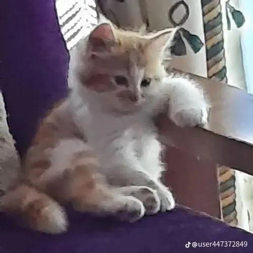 Ảnh chế mèo phụng phịu nhìn là cưng.