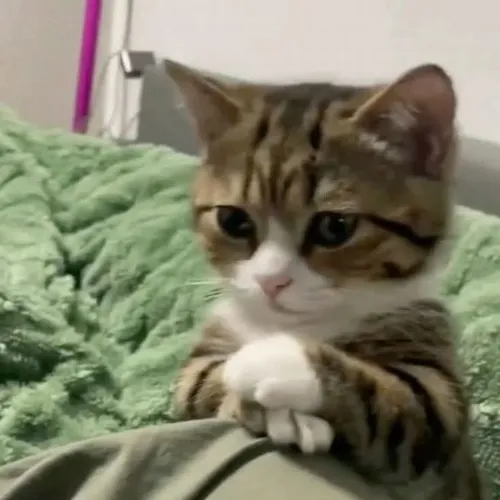 Meme mèo dỗi song song: Cùng một tình huống, mỗi boss một kiểu “hờn”