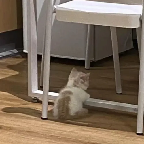 Bộ ảnh meme mèo dỗi và mèo vui: Hai thái cực cảm xúc đáng yêu của loài boss