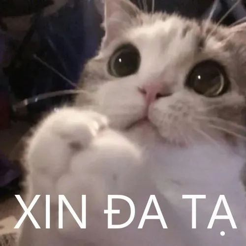 Meme mèo xin đa tạ cảm ơn dễ thương