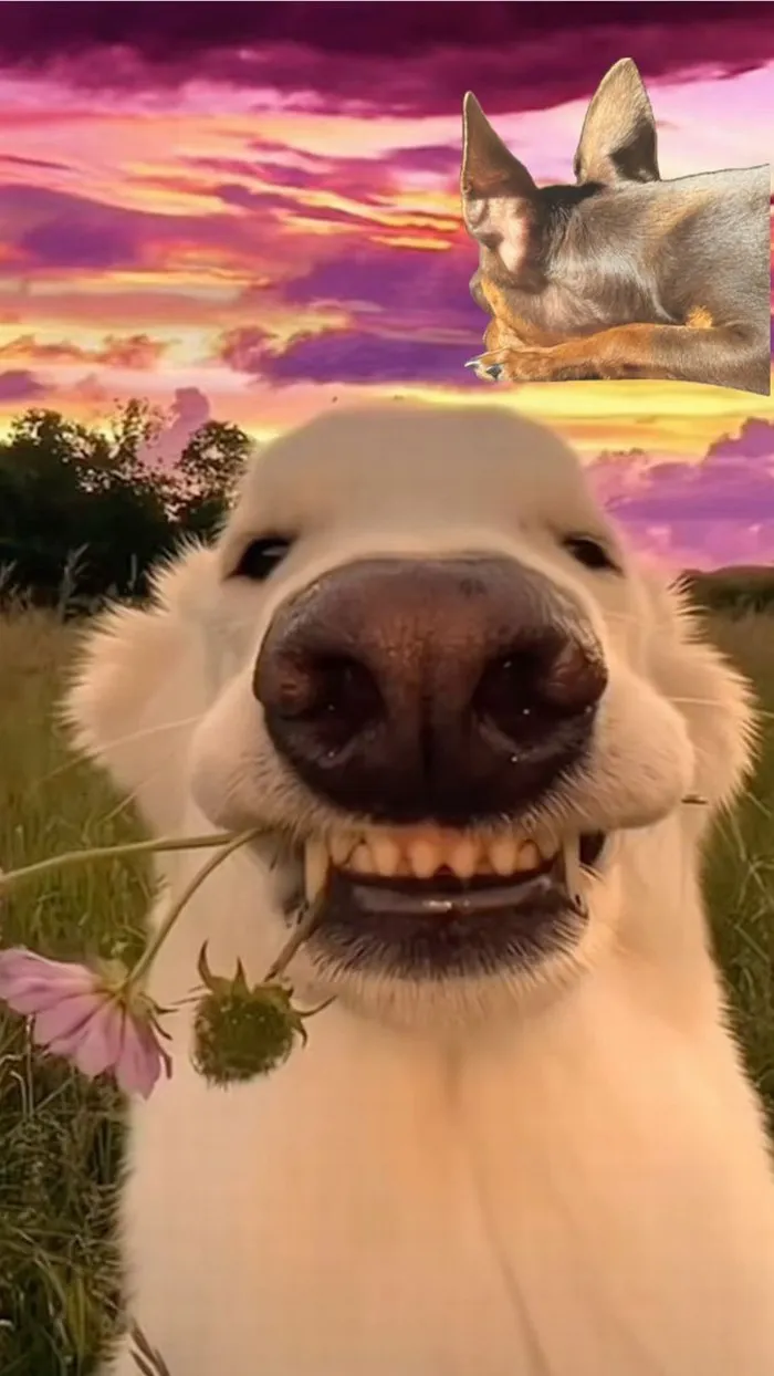 Hình nền Jack troll nhẹ, chữ “đi về đi” cực viral.