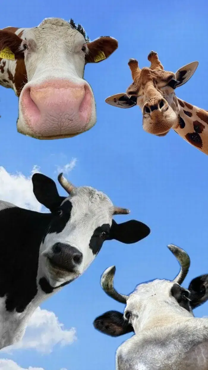 Wallpaper Gojo troll meme ngầu, ánh sáng xanh tím cực đẹp.