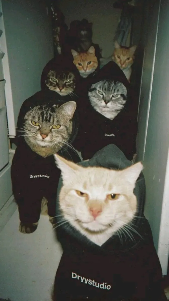 Wallpaper laptop phong cách meme hài pha dễ thương.