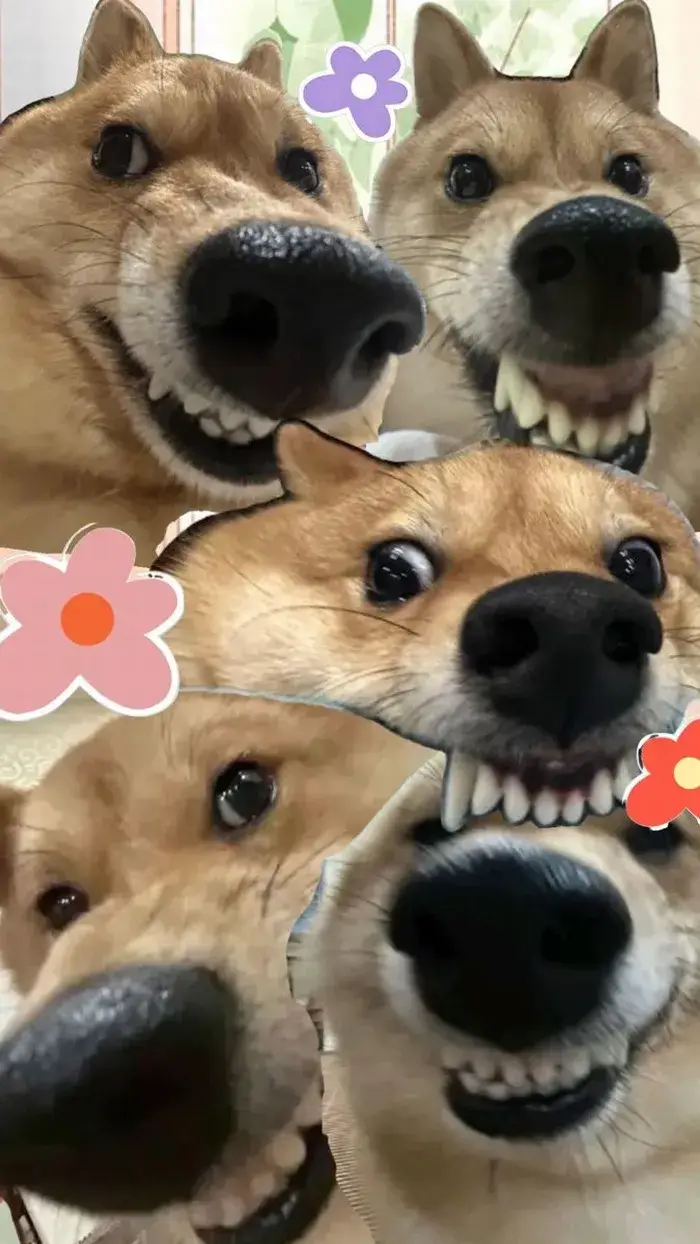 Hình nền dễ thương, ánh sáng tự nhiên, cực hợp GenZ.