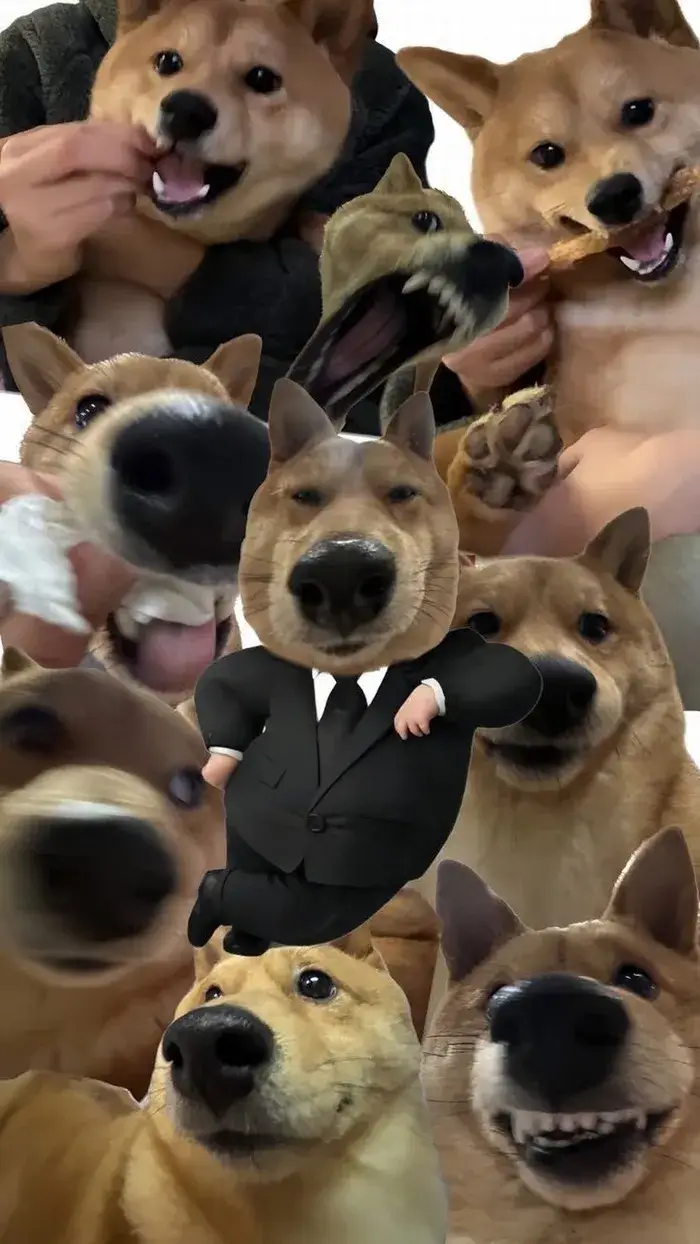 Hình nền con mèo đang lườm, hợp mood “chán nhưng sang”.