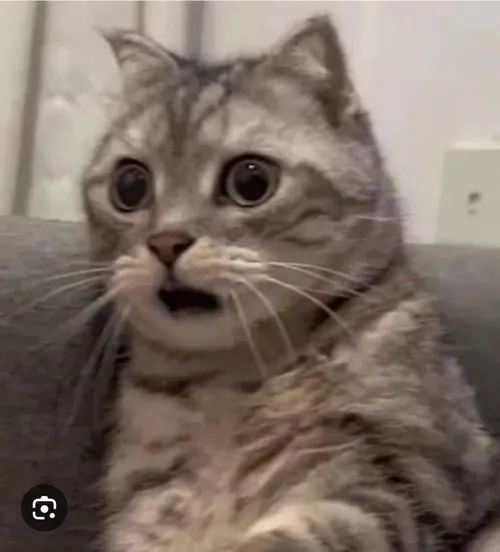 Ảnh chế mèo hoang mang tột độ truyền cảm giác bối rối