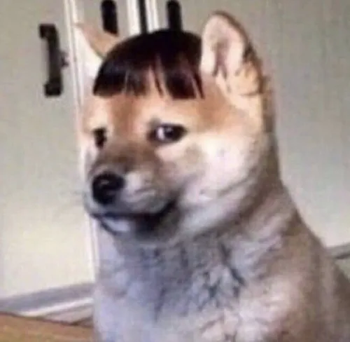 Ảnh vui hoang mang được chia sẻ lại trong các page meme nổi tiếng