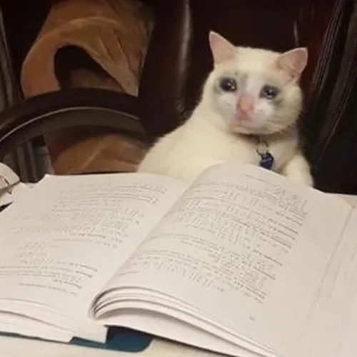 Meme hài học toán khi gặp phương trình mà muốn out luôn