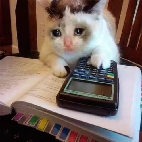 Ảnh troll học sinh mèo cấp 2 drama học đường