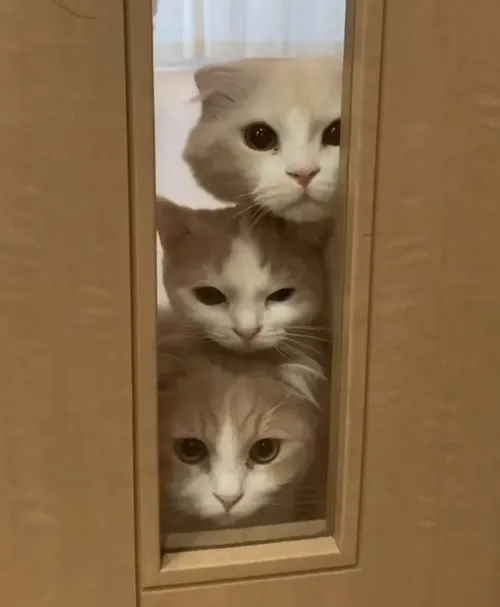 Meme ánh mắt hóng drama nóng hổi cực gắt