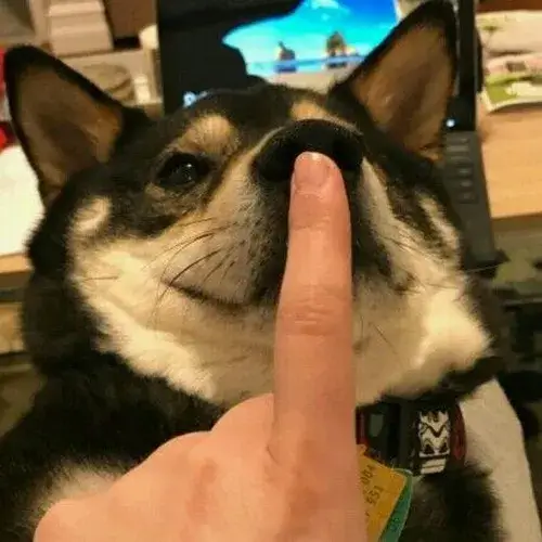 Meme hài ép buộc im ngay cực chất