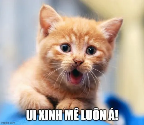 Meme vui mèo khen bạn gái đáng yêu cực đỉnh