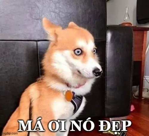 Hình troll chú chó khen vợ đẹp nhẹ mà sâu