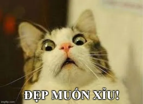 Hình troll mèo khen bạn gái dễ thương cực