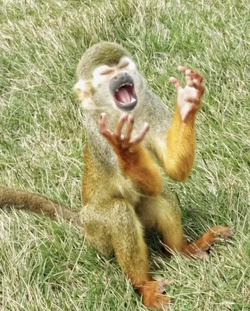 9 Meme khỉ chống cằm triết lý hơn cả dân triết