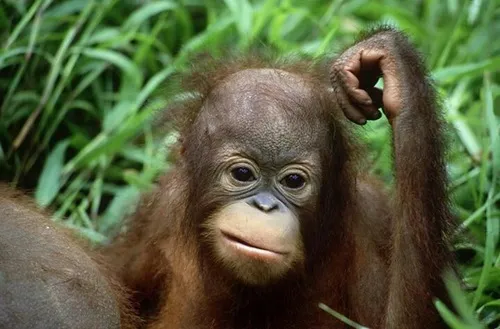 12 Khi meme khỉ khiến dân mạng tự soi bản thân