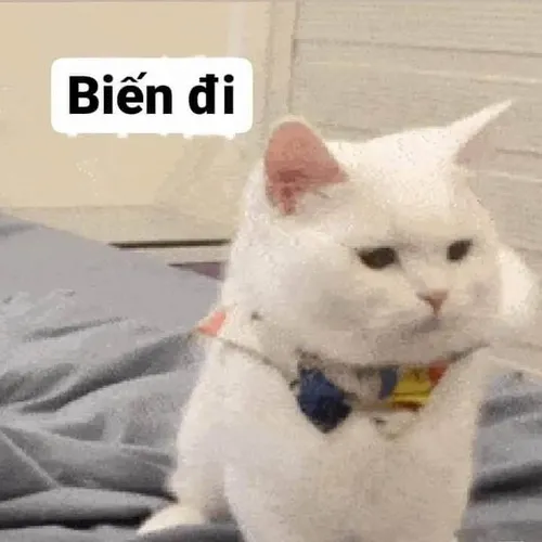 Meme khuôn mặt coi khinh gắt gỏng