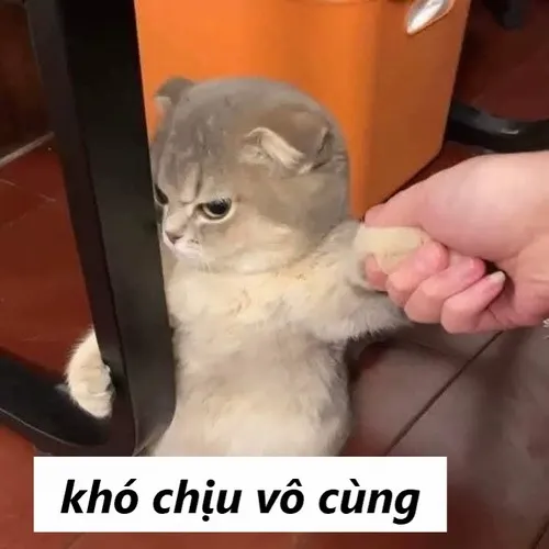Meme mèo khó chịu vô cùng pha chút châm biếm nhẹ cho ngày bớt căng