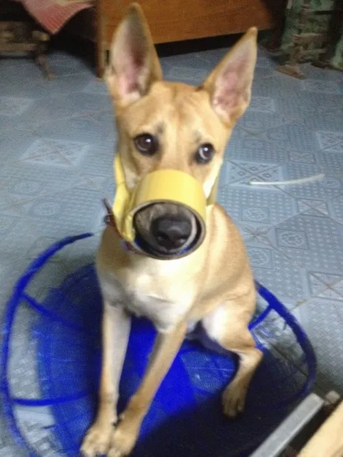 Hình chế khóa mõm chó cực chuẩn cho dân hay cãi