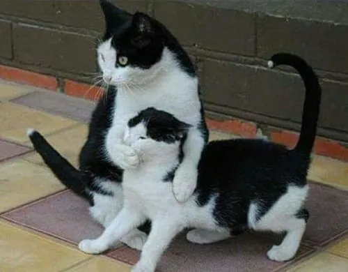 Ảnh chế khóa mõm khi comment bị “vượt giới hạn”