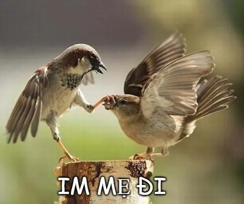 Meme chế khóa miệng khiến người xem nín cười