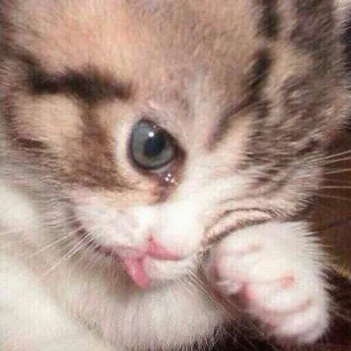 Hình troll mèo lau lệ bằng tờ khăn giấy mỏng manh