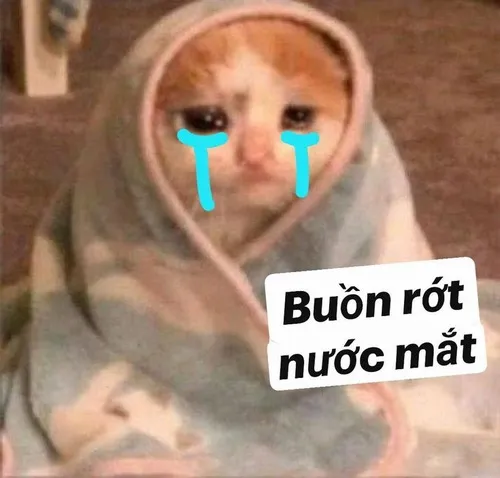 Ảnh vui mèo lau nước mắt bằng cảm xúc thật