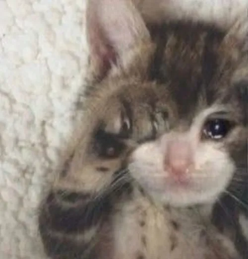 Meme chế mèo vừa cười vừa lau giọt lệ cay