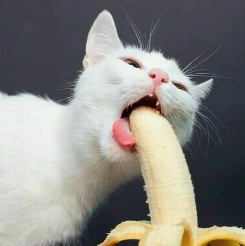 Kho 90+ Meme Lè Lưỡi, Liếm Màn Hình, Điện Thoại diễn tả sự khao khát một cách hài hước